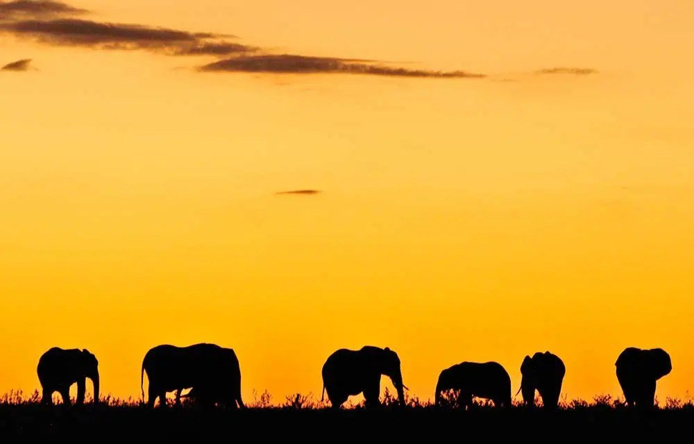 Elephants cross the horizon in silhouette near Changa Safari Camp at sunset.