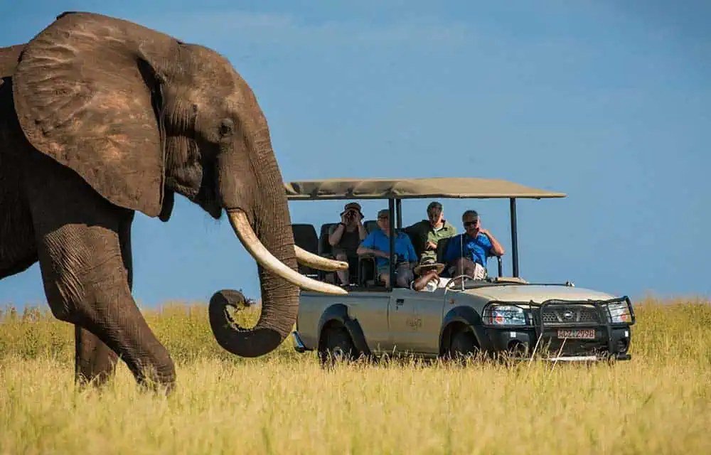 An elephant bull approaches a safari vehicle on a game drive from Changa Safari Camp.