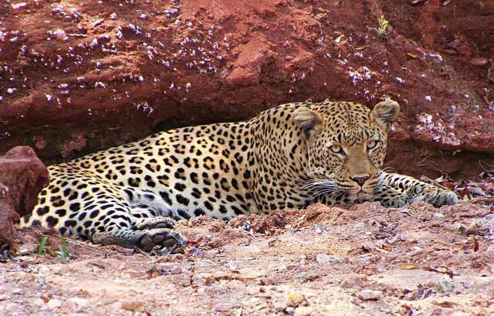 Red rock frames a resting leopard spotted on a drive from Changa Safari Camp.