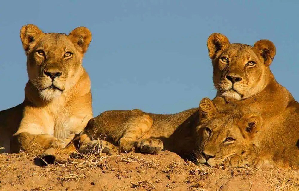 Three lionesses rest together on a sandy rise near Changa Safari Camp.