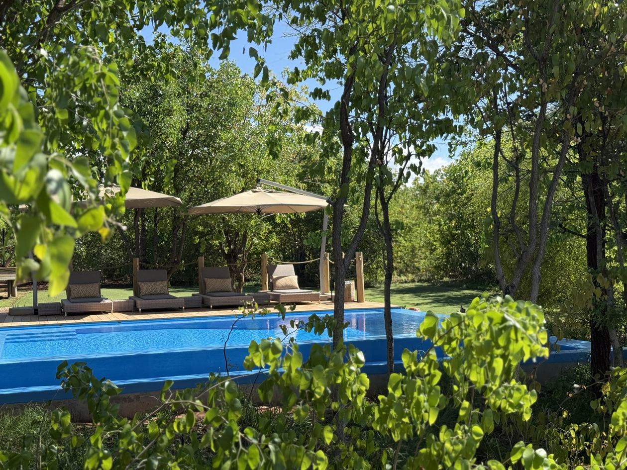 Swimming pool with loungers and umbrellas framed by forest at Fothergill lodge.