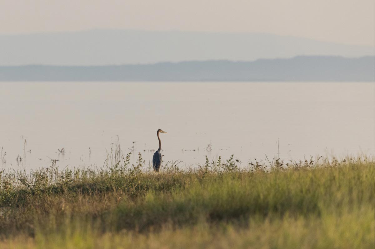 A grey heron stands on the lakeshore grass in front of Fothergill camp.