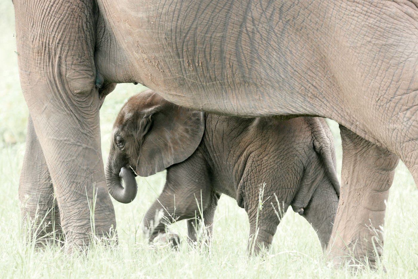 A calf shelters beneath its mother on a Lady Jacqueline game walk nearby.