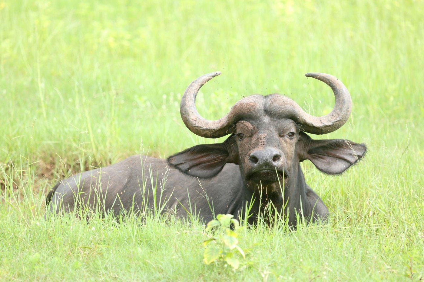 A buffalo rests in tall grass seen on a Lady Jacqueline shore walk.