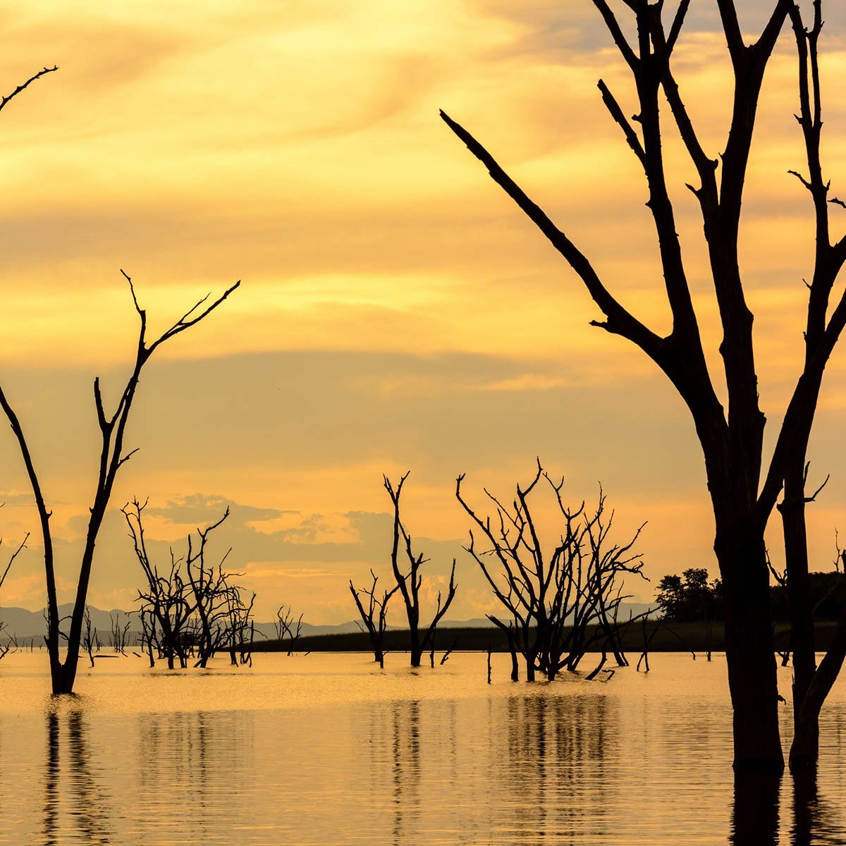 Drowned forest silhouetted against a golden sunset seen from MV Matusadona.