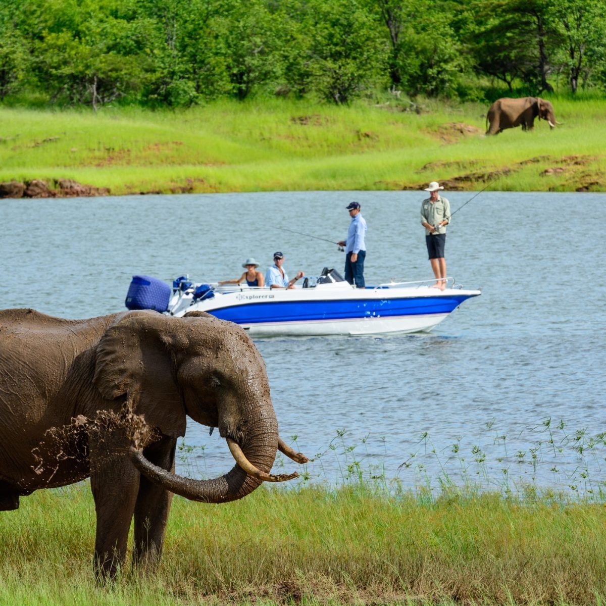 Elephants at the water's edge near a boat excursion from MV Matusadona.