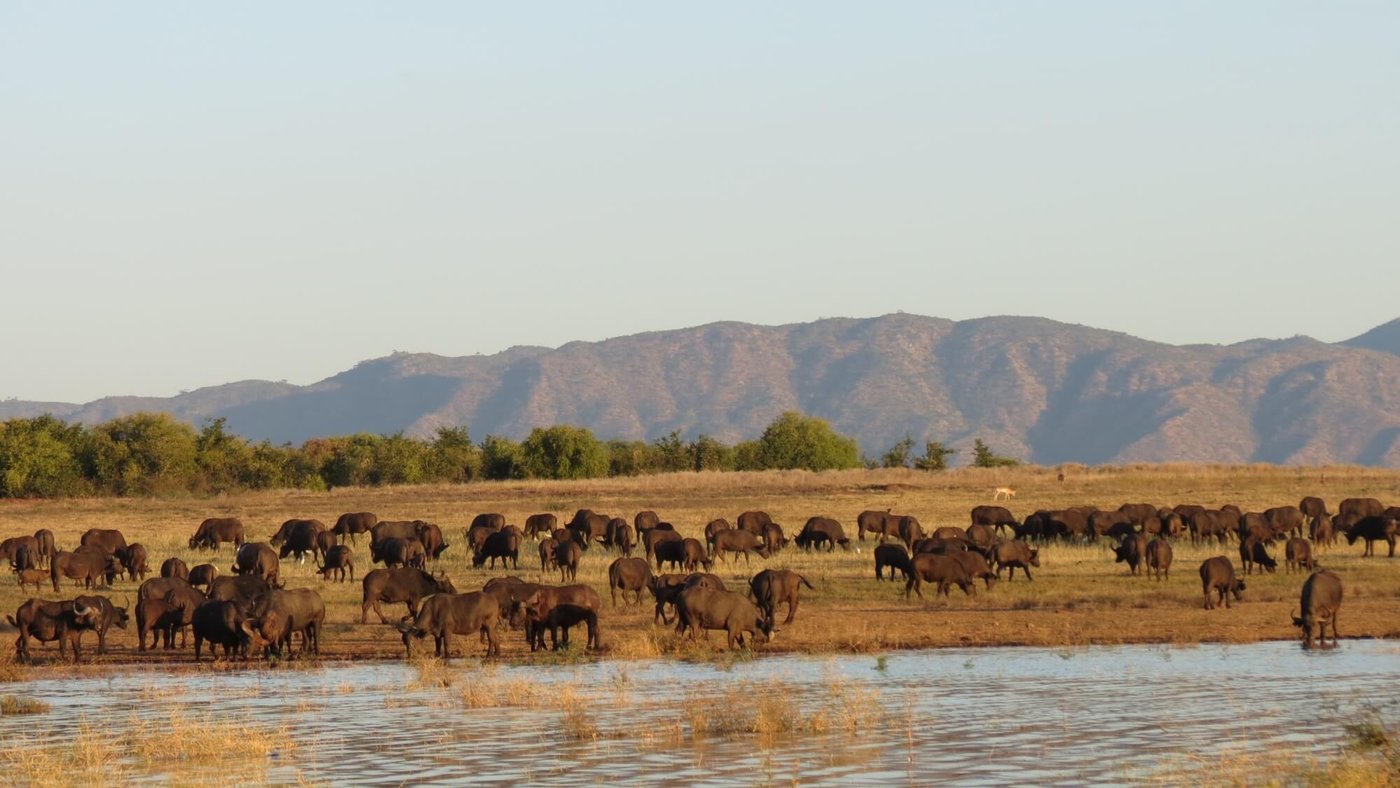 Buffalo herd drinking at the lake shore below Spurwing Island.