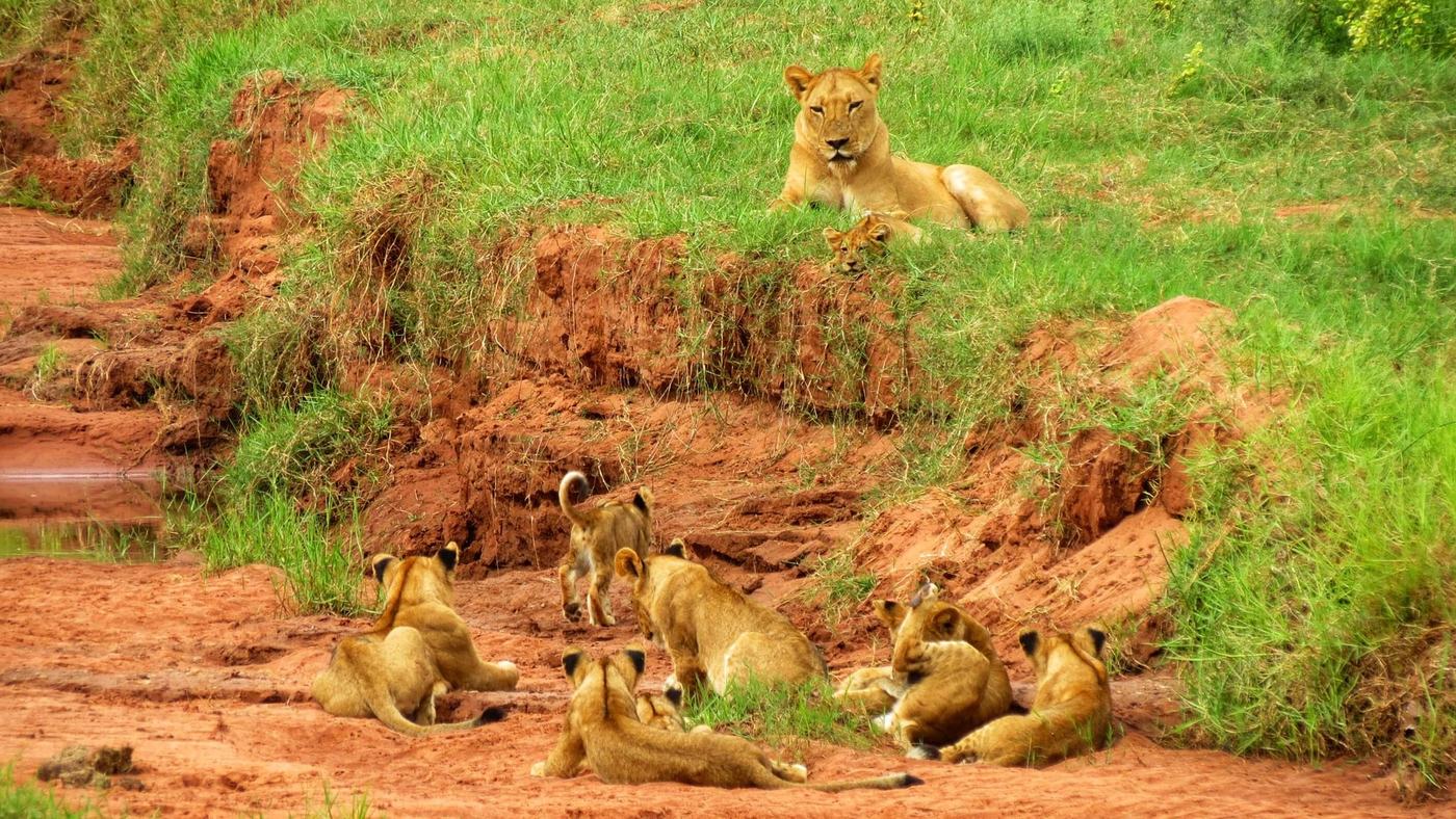 A pride of lions rests on a termite mound near Spurwing Island.