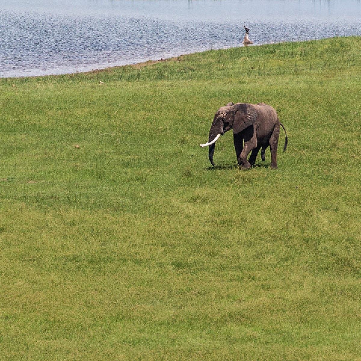 A lone elephant grazing on open grass beside the lake at Tashinga Campsite.